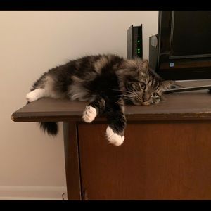 Meet your Posher, Laure